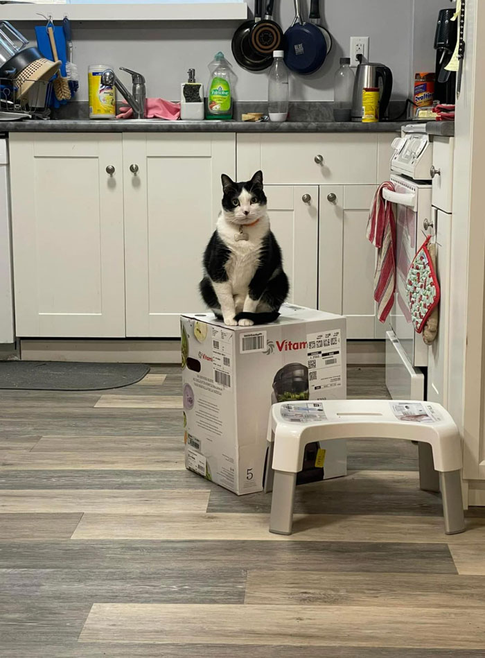 Tras una “guerra” de 2 semanas y media con 3 gatos, esta mujer contactó a Vitamix para pedirles cajas vacías que reemplazaran aquella que tomaron sus gatos