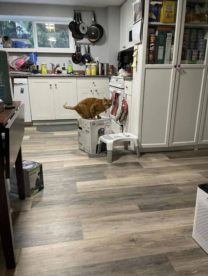 Tras una “guerra” de 2 semanas y media con 3 gatos, esta mujer contactó a Vitamix para pedirles cajas vacías que reemplazaran aquella que tomaron sus gatos