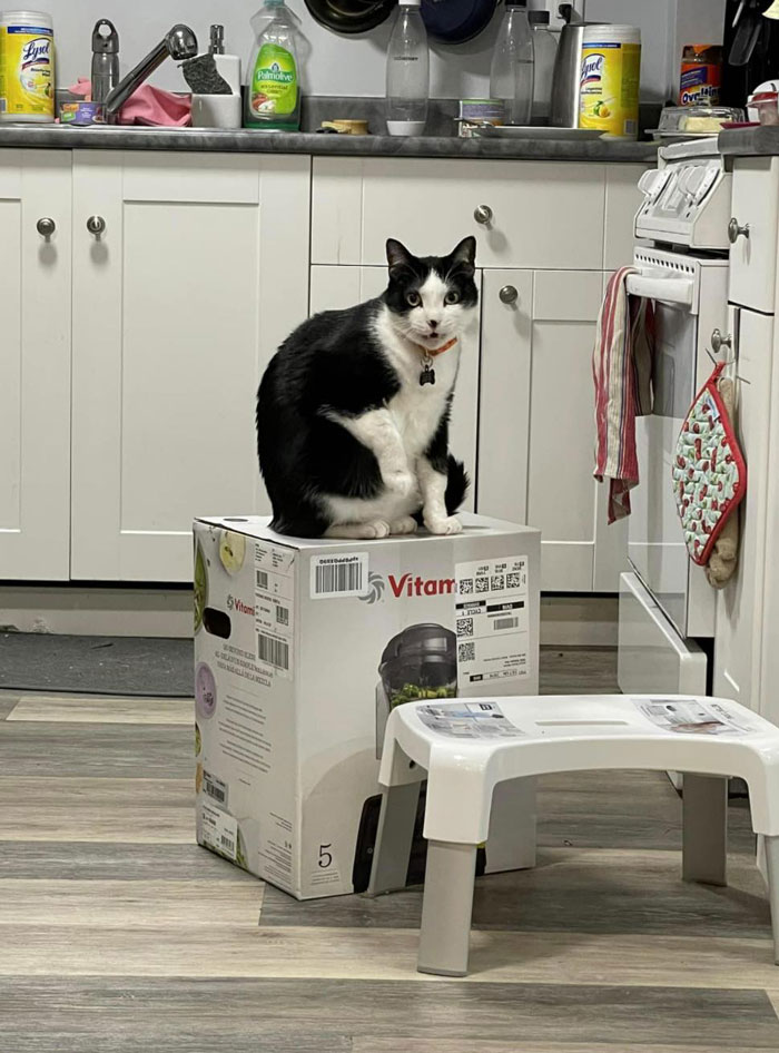 Tras una “guerra” de 2 semanas y media con 3 gatos, esta mujer contactó a Vitamix para pedirles cajas vacías que reemplazaran aquella que tomaron sus gatos