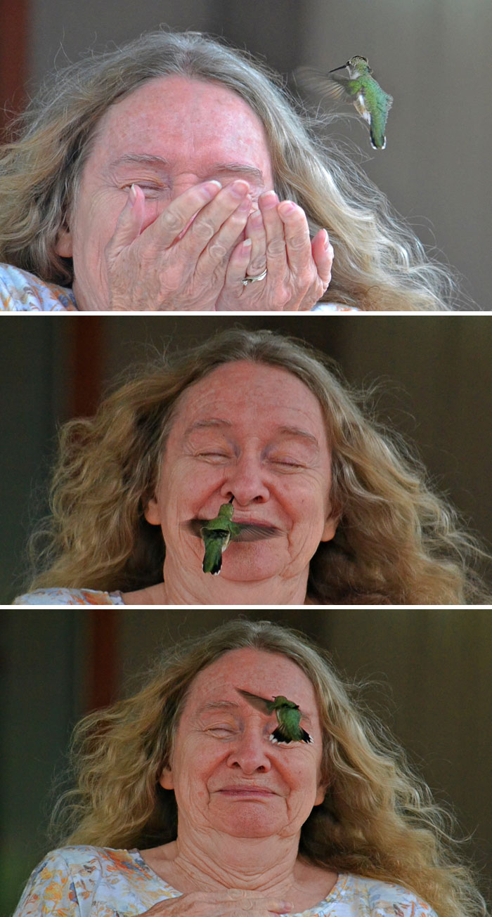 I Took These Photos Of This Curious Hummingbird On Oct 12. I Thought You Would Enjoy Seeing Them