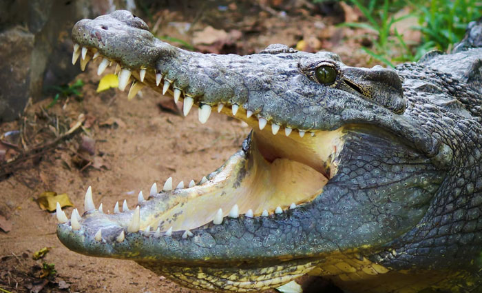 30 Common Survival Myths That Are Actually Dangerous