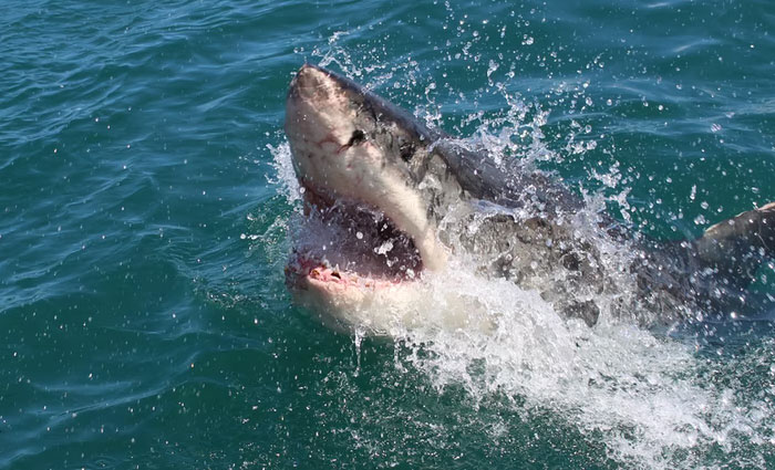 30 Common Survival Myths That Are Actually Dangerous