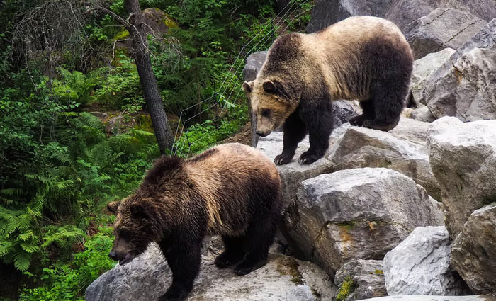 30 Common Survival Myths That Are Actually Dangerous