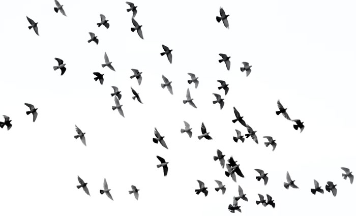 30 Common Survival Myths That Are Actually Dangerous