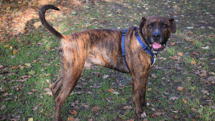 Stray Dog Named Luke ​​Can&rsquo;t Find A Home Because He&rsquo;s Too Shy, Shelter Throws An Adoption Party, No One Shows Up