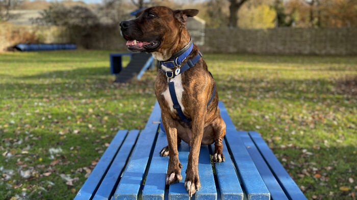 Stray Dog Named Luke ​​Can&rsquo;t Find A Home Because He&rsquo;s Too Shy, Shelter Throws An Adoption Party, No One Shows Up