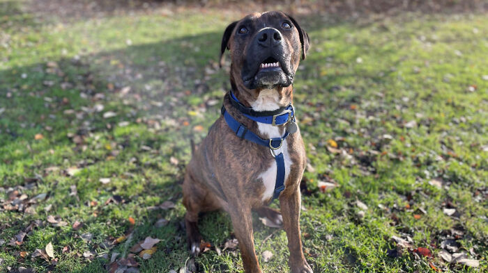 Stray Dog Named Luke ​​Can&rsquo;t Find A Home Because He&rsquo;s Too Shy, Shelter Throws An Adoption Party, No One Shows Up
