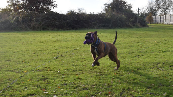 Stray Dog Named Luke ​​Can&rsquo;t Find A Home Because He&rsquo;s Too Shy, Shelter Throws An Adoption Party, No One Shows Up