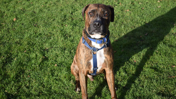 Stray Dog Named Luke ​​Can&rsquo;t Find A Home Because He&rsquo;s Too Shy, Shelter Throws An Adoption Party, No One Shows Up