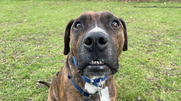 Stray Dog Named Luke ​​Can&rsquo;t Find A Home Because He&rsquo;s Too Shy, Shelter Throws An Adoption Party, No One Shows Up