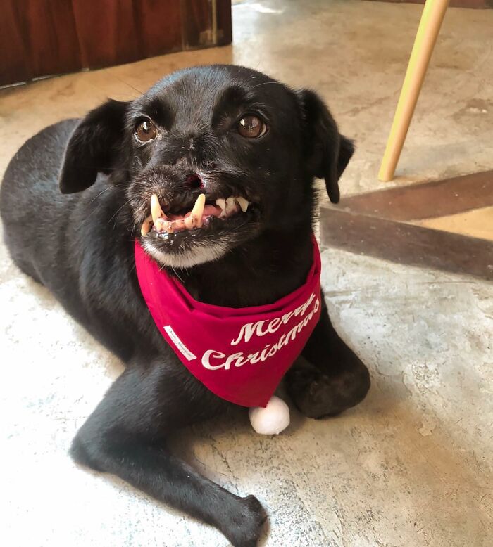 Meet Odin, The Dog Who Lost Part Of His Snout In An Accident And Still Found Kindness In His Owner Who Adopted Him After He Spent 3 Years In A Shelter