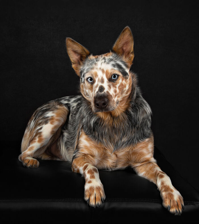 Rhett - Heeler