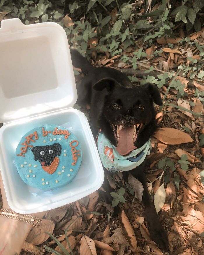 Meet Odin, The Dog Who Lost Part Of His Snout In An Accident And Still Found Kindness In His Owner Who Adopted Him After He Spent 3 Years In A Shelter