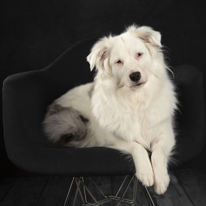 Jōnsi - Minature American Shepherd