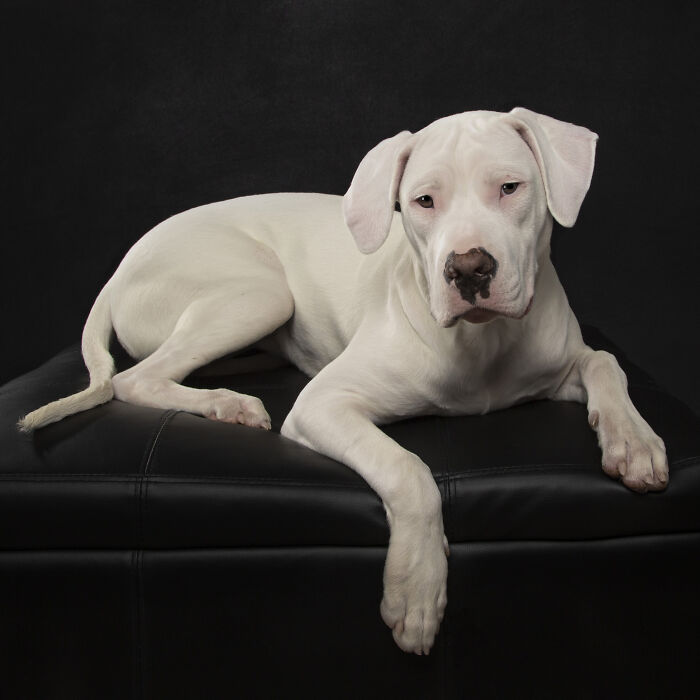 Genevieve - Dogo Argentino