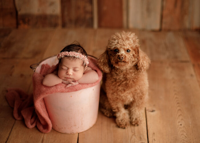 I Photograph Families And Their Dogs