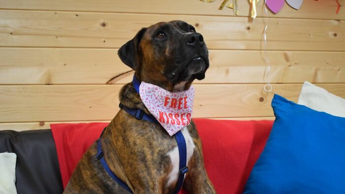 Stray Dog Named Luke ​​Can&rsquo;t Find A Home Because He&rsquo;s Too Shy, Shelter Throws An Adoption Party, No One Shows Up