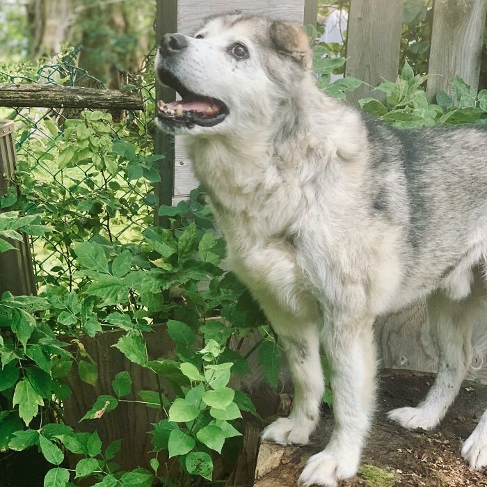 Man Adopts Abandoned Senior Husky And Sheds Light On Important Issues