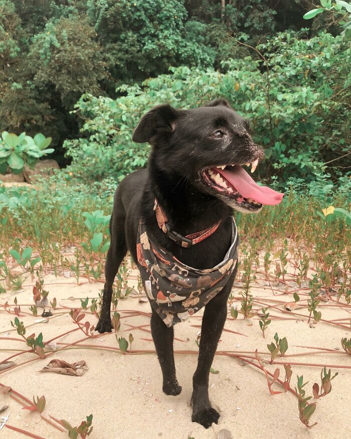 Meet Odin, The Dog Who Lost Part Of His Snout In An Accident And Still Found Kindness In His Owner Who Adopted Him After He Spent 3 Years In A Shelter