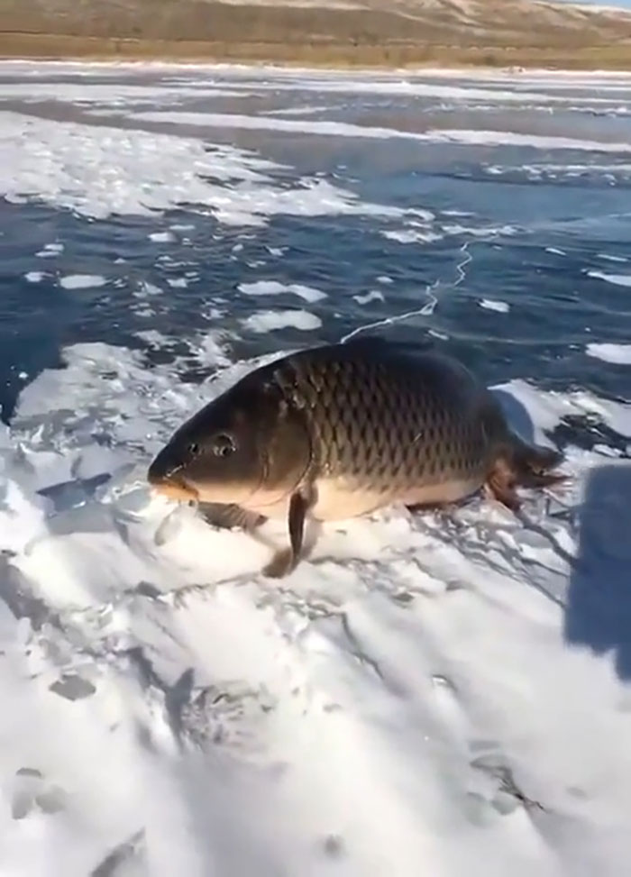 Están evolucionando