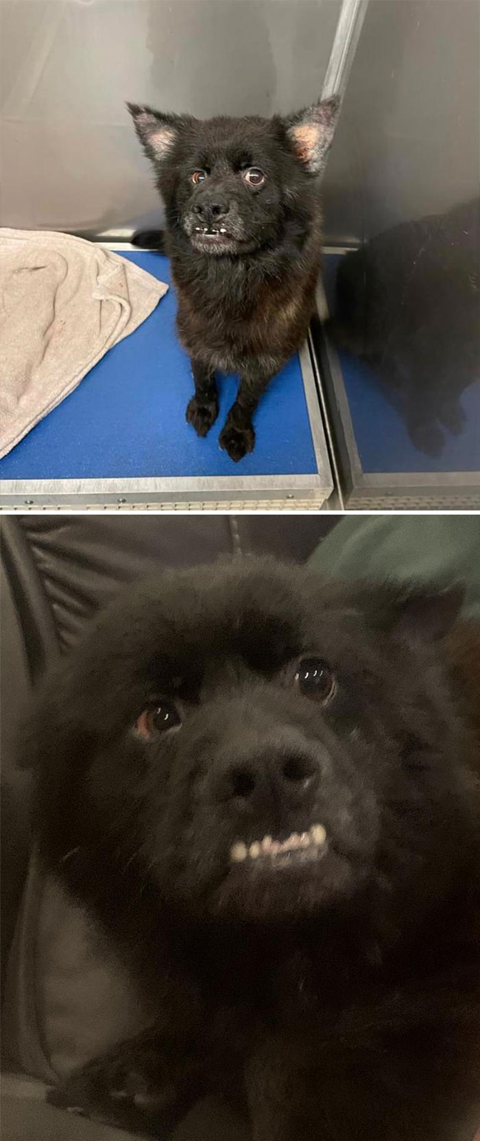 Os presento a Bat (murciélago). No existe un nombre más apropiado