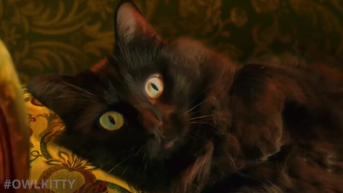 En esta versi&oacute;n mejorada de Titanic hay un gato, y el resultado es divertid&iacute;simo