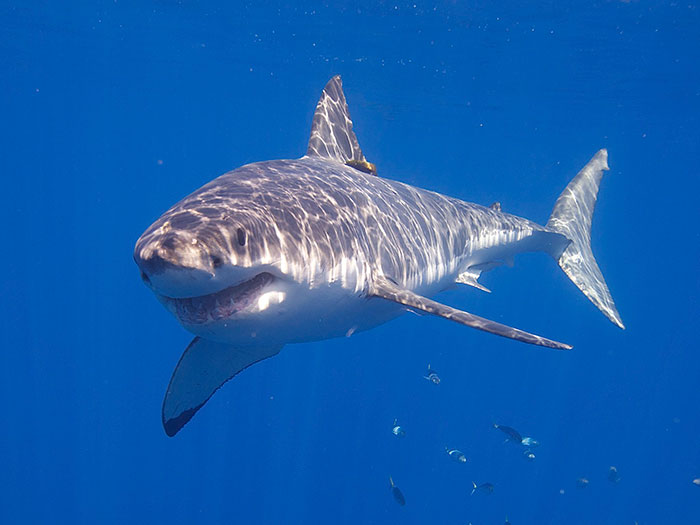 Great white shark swimming underwater surrounded by small fish, illustrating deep sea divers' horrifying experiences.