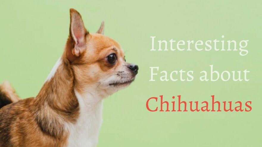 10 Fun And Interesting Facts About Adorable Chihuahuas 10 Fun And Interesting Facts About Adorable Chihuahuas