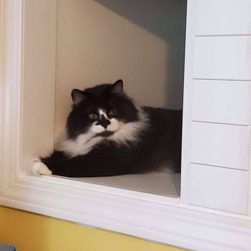 10 Pictures Of My Cats: