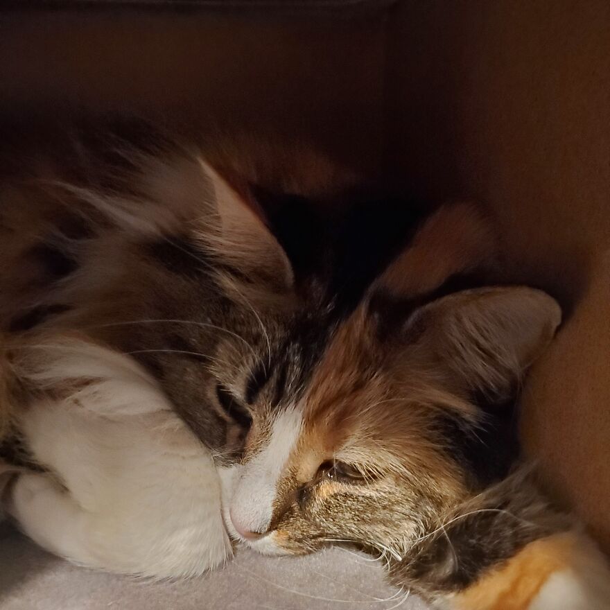 10 Pictures Of My Cats: