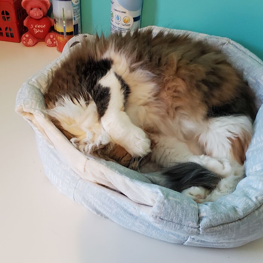 10 Pictures Of My Cats: