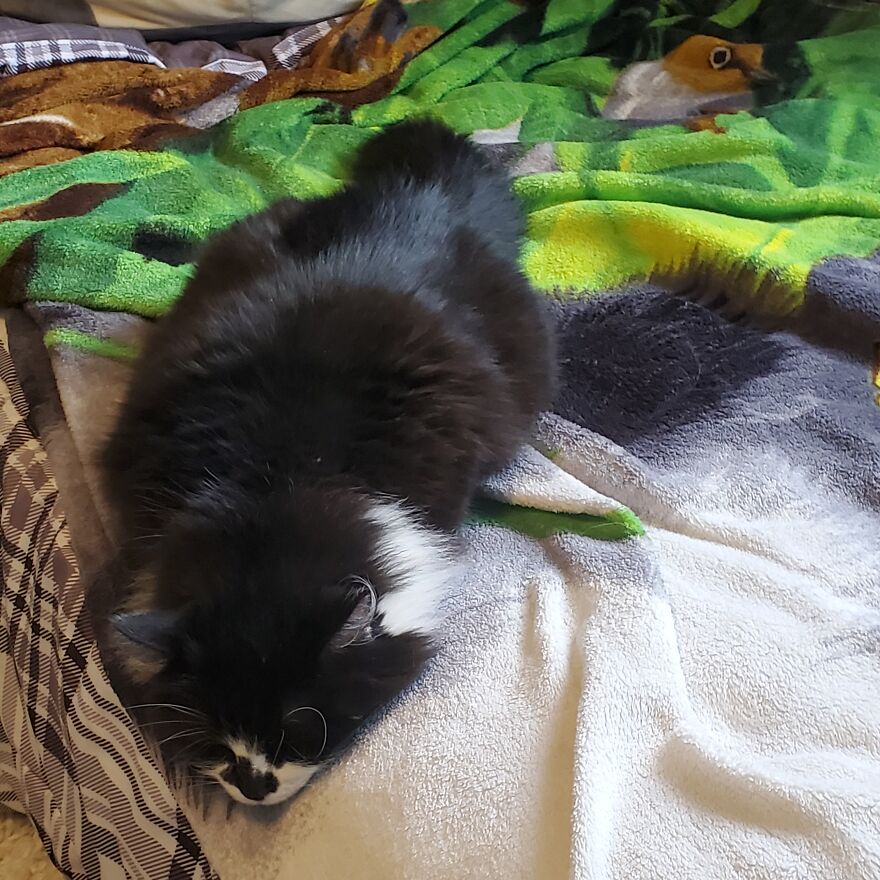 10 Pictures Of My Cats: