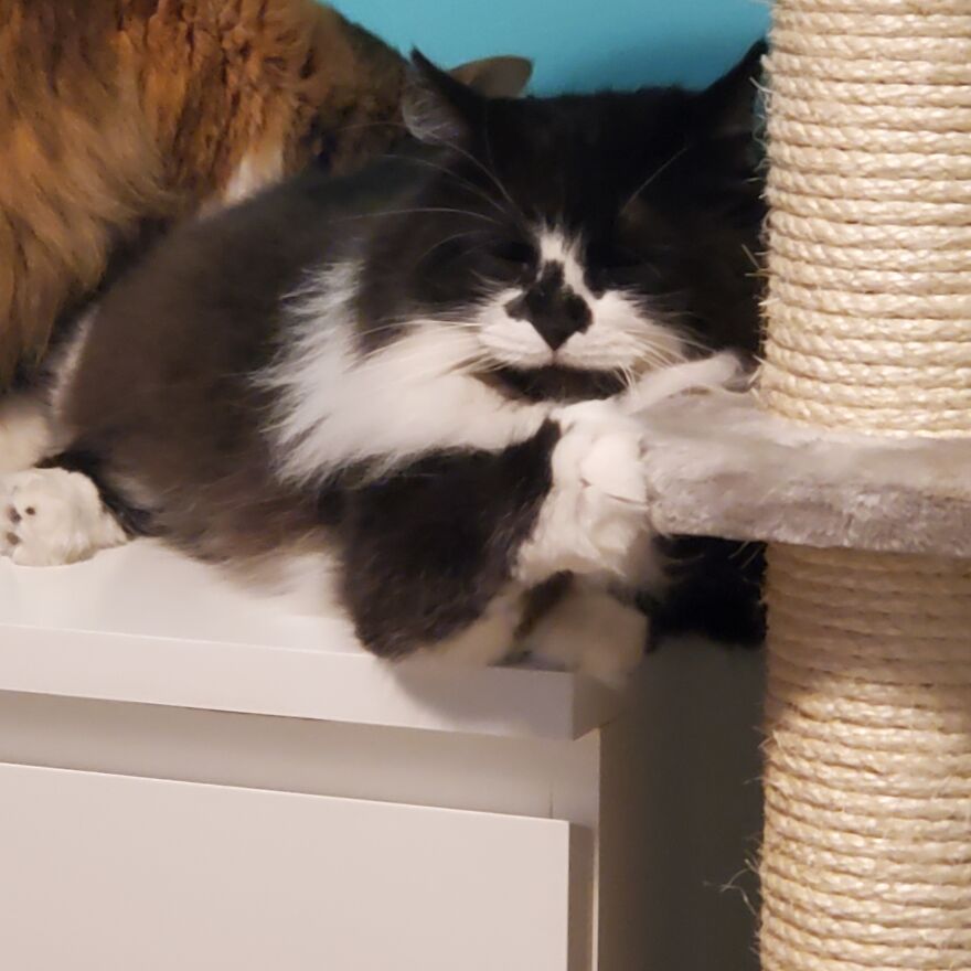 10 Pictures Of My Cats: