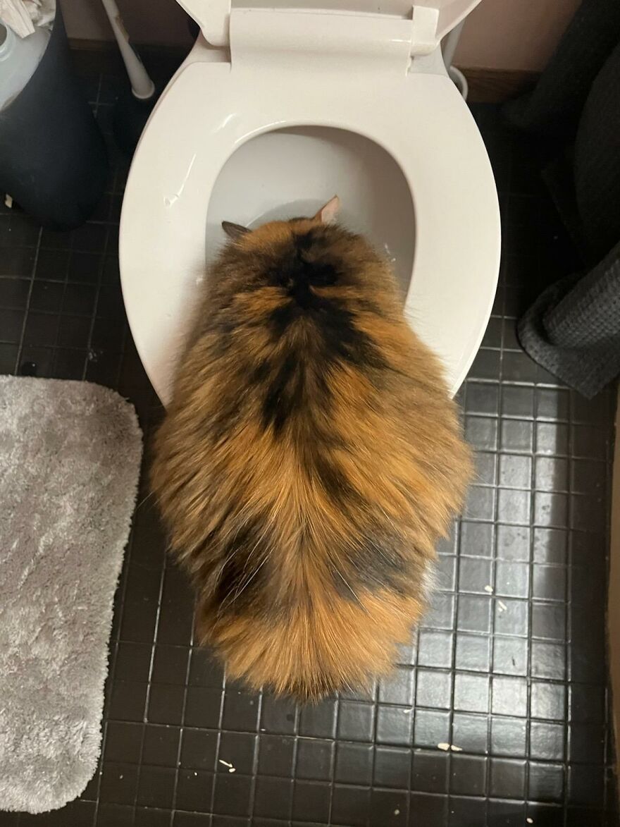 10 Pictures Of My Cats: