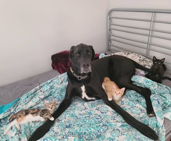 "Because Of Corbin's Size, Some People Find Him Scary": 150-Lb Great Dane Breaks Misconceptions By Being The Best Foster Dad To Kittens "Because Of Corbin's Size, Some People Find Him Scary": 150-Lb Great Dane Breaks Misconceptions By Being The Best Foster Dad To Kittens