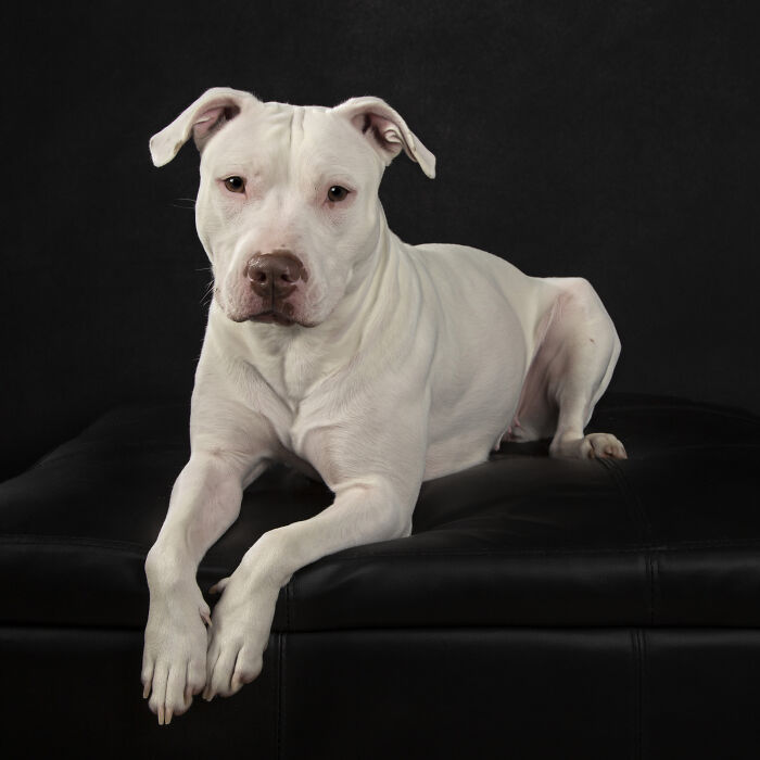 Petunia - Pit Bull Mix