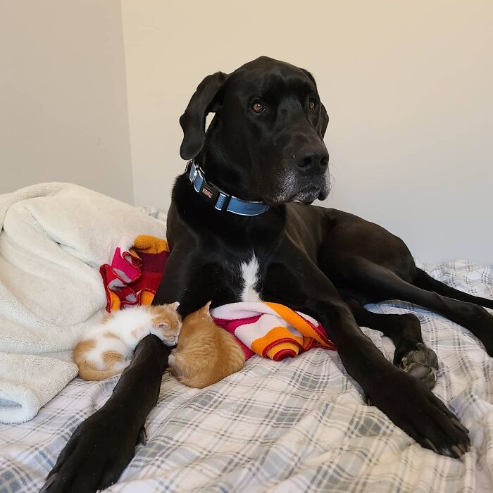 "Because Of Corbin's Size, Some People Find Him Scary": 150-Lb Great Dane Breaks Misconceptions By Being The Best Foster Dad To Kittens "Because Of Corbin's Size, Some People Find Him Scary": 150-Lb Great Dane Breaks Misconceptions By Being The Best Foster Dad To Kittens