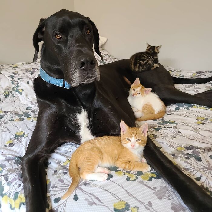 "Because Of Corbin's Size, Some People Find Him Scary": 150-Lb Great Dane Breaks Misconceptions By Being The Best Foster Dad To Kittens "Because Of Corbin's Size, Some People Find Him Scary": 150-Lb Great Dane Breaks Misconceptions By Being The Best Foster Dad To Kittens