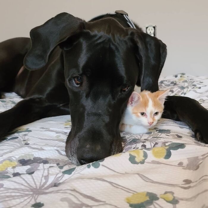 "Because Of Corbin's Size, Some People Find Him Scary": 150-Lb Great Dane Breaks Misconceptions By Being The Best Foster Dad To Kittens "Because Of Corbin's Size, Some People Find Him Scary": 150-Lb Great Dane Breaks Misconceptions By Being The Best Foster Dad To Kittens