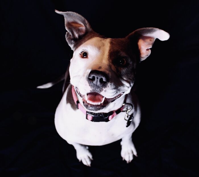 My Love Really Likes Snacks.