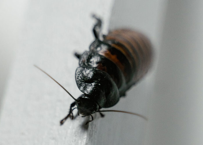 911 Operators Share The Dumbest Non-Emergency Calls They've Ever Received