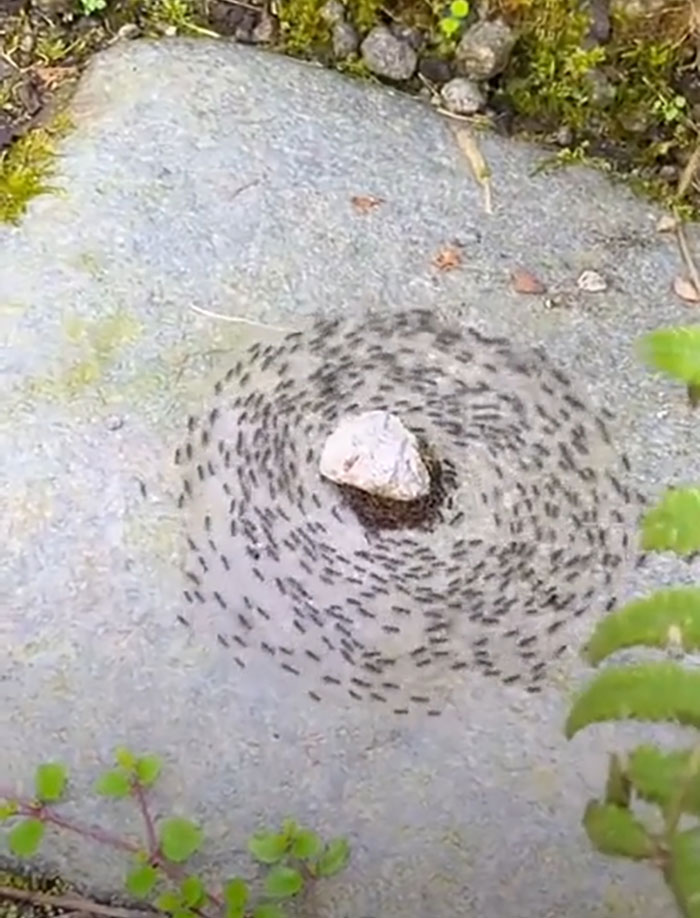 Las hormigas se están preparando para algo