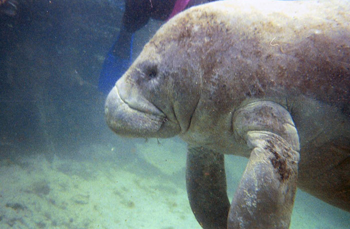 Underwater scene showing a manatee swimming near a deep sea diver sharing horrifying underwater experiences.