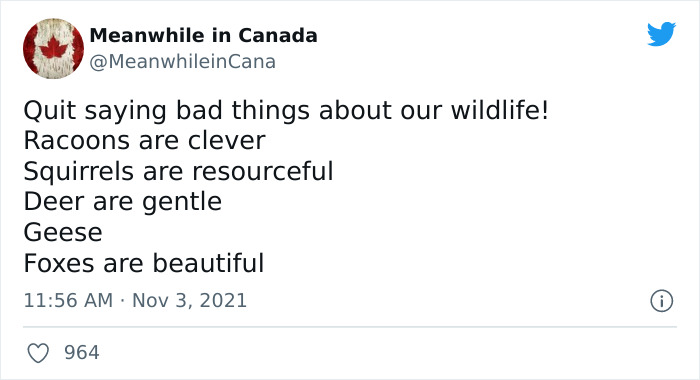 Canadian memes about wildlife stereotypes: clever raccoons, resourceful squirrels, gentle deer, geese, beautiful foxes.