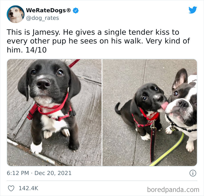 Dog-Rates-Twitter