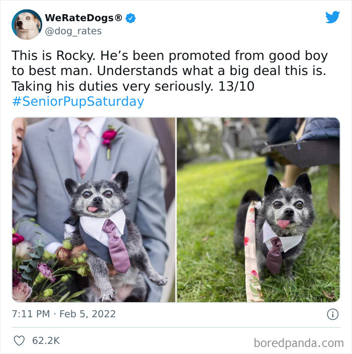 Dog-Rates-Twitter