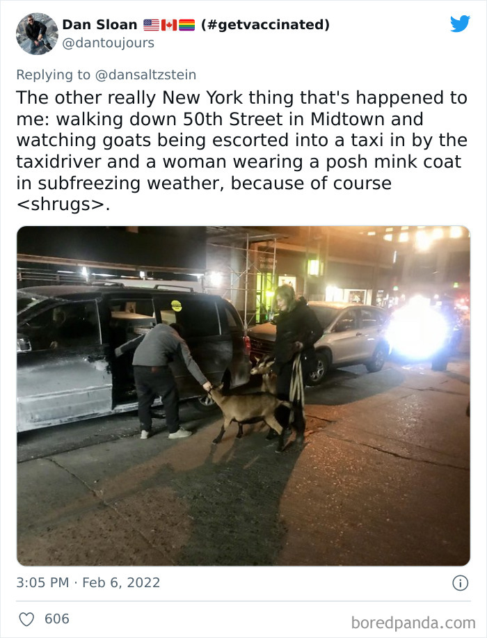 Two people escorting goats into a taxi on a New York street, capturing weird and wholesome NYC experiences.