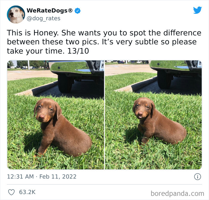 Dog-Rates-Twitter