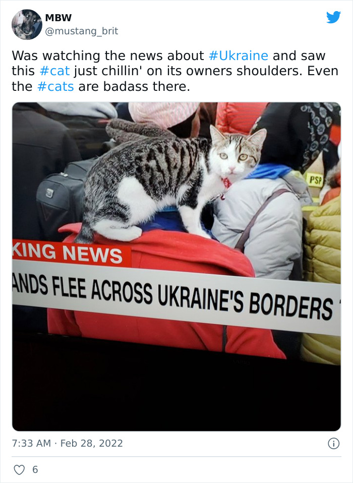 Ukraine-Invasion-Pets