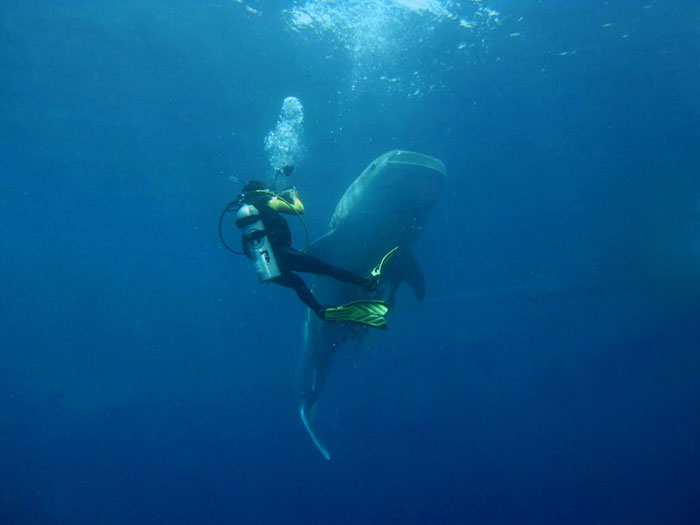 Deep sea diver swims close to a large whale shark deep underwater in clear blue ocean.